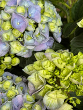 Afbeelding in Gallery-weergave laden, Hydrangea macrophylla - Boerenhortensia blauw
