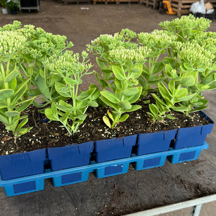 Sedum spectabile 'Brillant' - Hemelsleutel