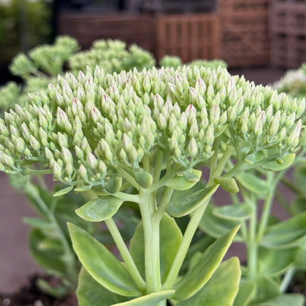 Sedum spectabile 'Brillant' - Hemelsleutel