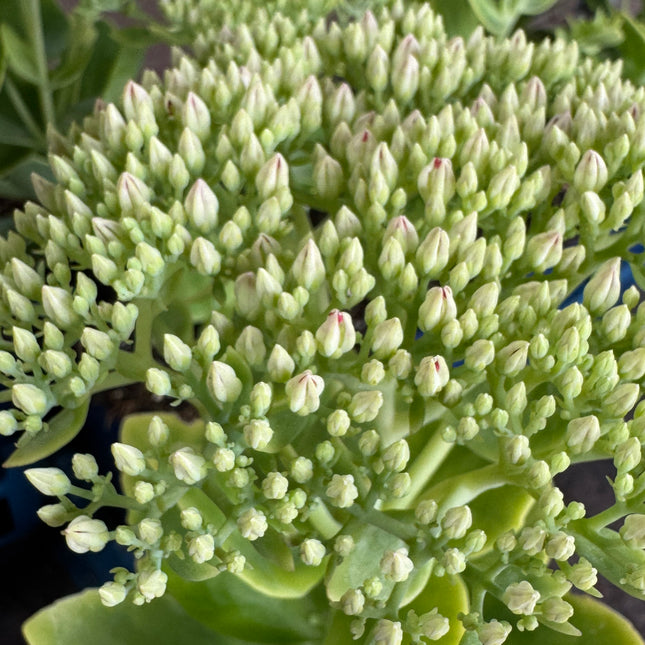 Sedum spectabile 'Brillant' - Hemelsleutel