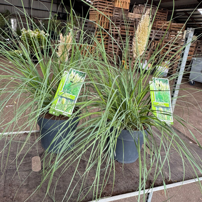 Cortaderia selloana 'Tiny Pampa' - Mini Pampasgras