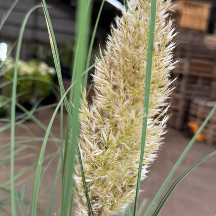Cortaderia selloana 'Tiny Pampa' - Mini Pampasgras
