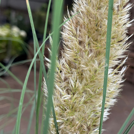 Cortaderia selloana 'Tiny Pampa' - Mini Pampasgras