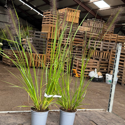Pennisetum alopecuroides 'Red Head' - Lampenpoetsersgras