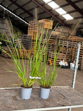 Afbeelding in Gallery-weergave laden, Pennisetum alopecuroides &#39;Red Head&#39; - Lampenpoetsersgras
