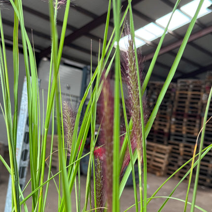 Pennisetum alopecuroides 'Red Head' - Lampenpoetsersgras