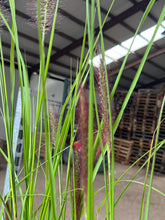 Afbeelding in Gallery-weergave laden, Pennisetum alopecuroides &#39;Red Head&#39; - Lampenpoetsersgras
