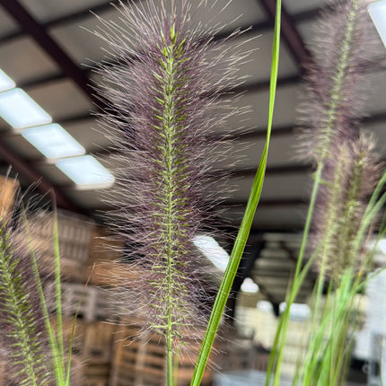 Pennisetum alopecuroides 'Red Head' - Lampenpoetsersgras