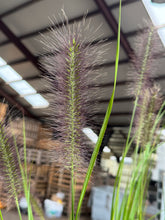 Afbeelding in Gallery-weergave laden, Pennisetum alopecuroides &#39;Red Head&#39; - Lampenpoetsersgras
