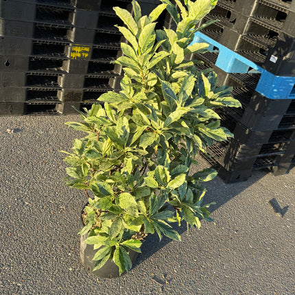 Photinia serratifolia 'Pink Crispy' - Bonte glansmispel