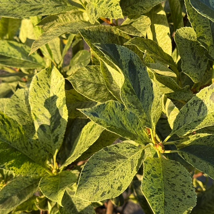Photinia serratifolia 'Pink Crispy' - Bonte glansmispel