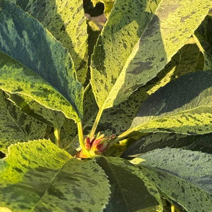 Photinia serratifolia 'Pink Crispy' - Bonte glansmispel