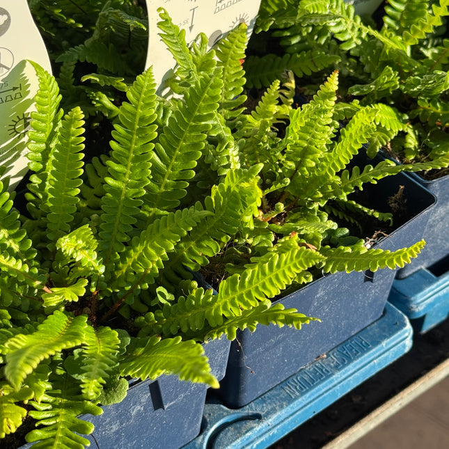 Blechnum spicant - Dubbelloof Varen