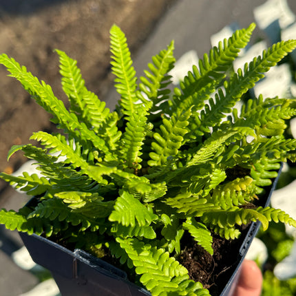 Blechnum spicant - Dubbelloof Varen