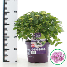 Afbeelding in Gallery-weergave laden, Hydrangea macrophylla Forever &amp; Ever Hortbux® - Roze
