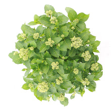 Afbeelding in Gallery-weergave laden, Hydrangea macrophylla Forever &amp; Ever Hortbux® - Roze
