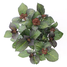 Afbeelding in Gallery-weergave laden, Hydrangea macrophylla &#39;Royalty Beauty of Boskoop&#39; - Royalty Collection®
