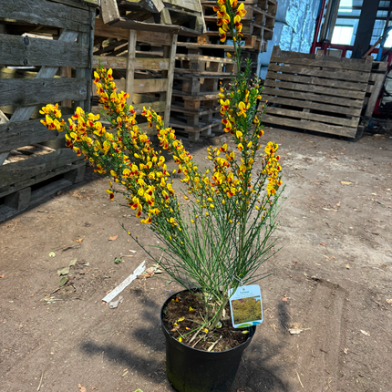 Cytisus (Scoparius Group) 'Andreanus Splendens' - Brem