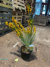 Afbeelding in Gallery-weergave laden, Cytisus (Scoparius Group) &#39;Andreanus Splendens&#39;
