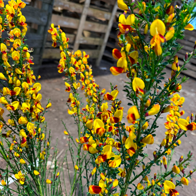 Cytisus (Scoparius Group) 'Andreanus Splendens' - Brem