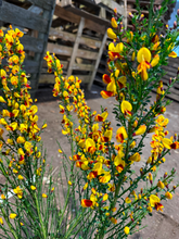 Afbeelding in Gallery-weergave laden, Cytisus (Scoparius Group) &#39;Andreanus Splendens&#39;
