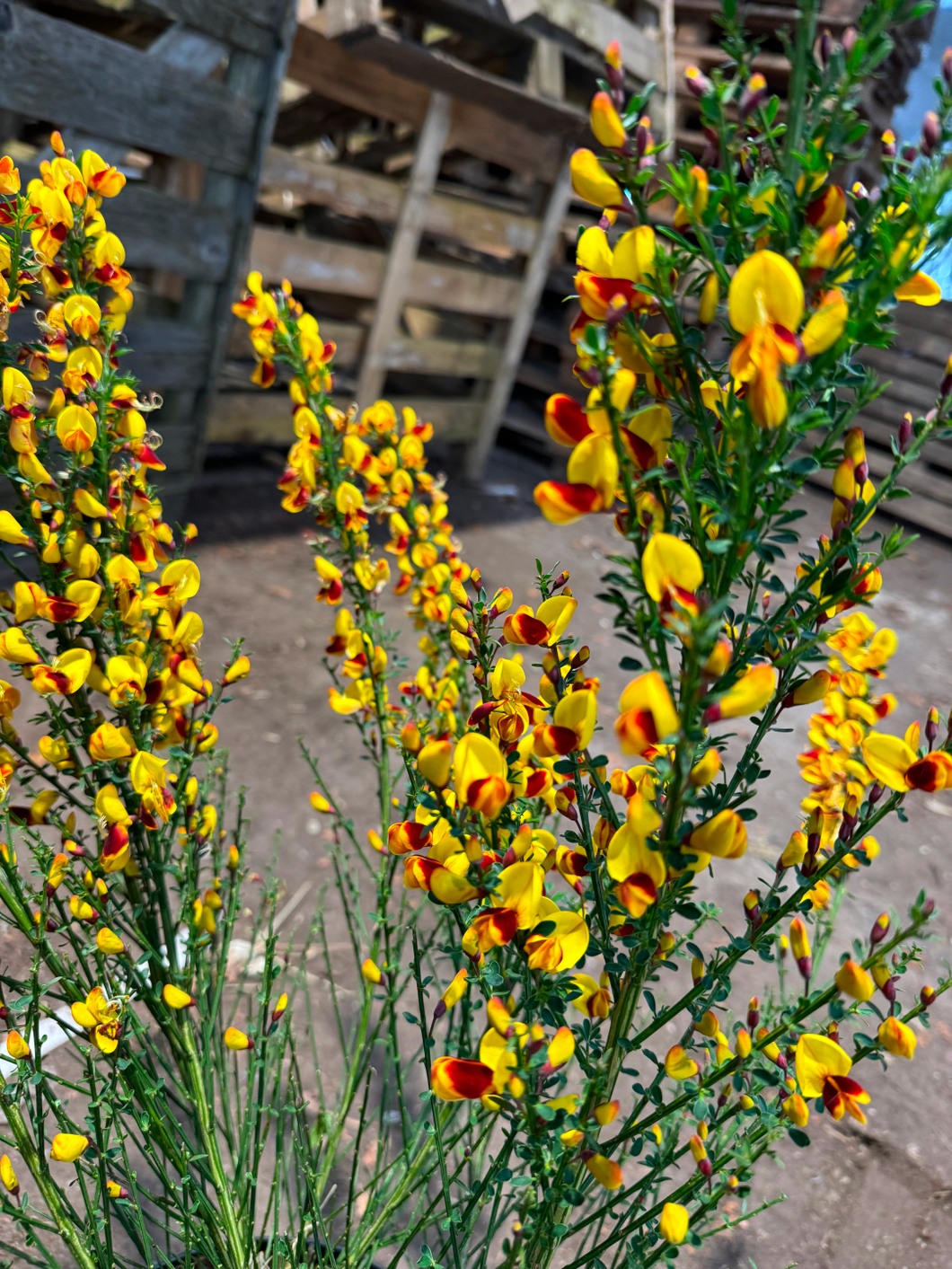 Cytisus (Scoparius Group) 'Andreanus Splendens'