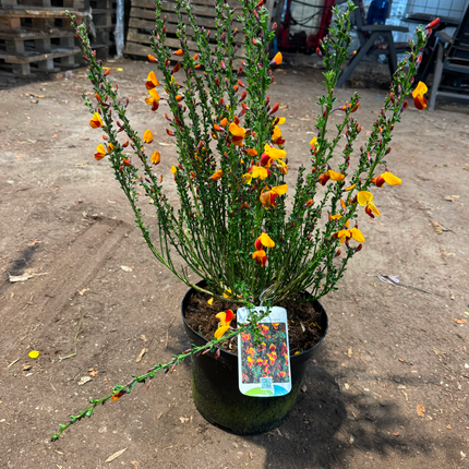 Cytisus (Scoparius Group) 'Fulgens' - Brem