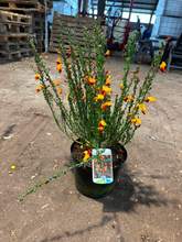 Afbeelding in Gallery-weergave laden, Cytisus (Scoparius Group) &#39;Fulgens&#39;
