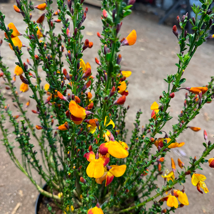 Cytisus (Scoparius Group) 'Fulgens' - Brem