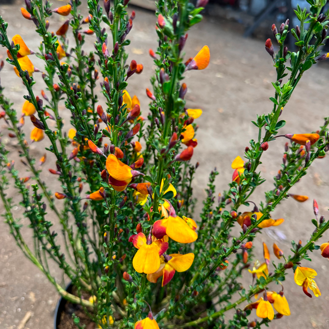 Cytisus (Scoparius Group) 'Fulgens' - Brem