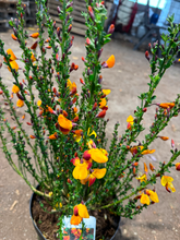 Afbeelding in Gallery-weergave laden, Cytisus (Scoparius Group) &#39;Fulgens&#39;
