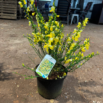 Cytisus (Scoparius Group) 'Luna' - Brem