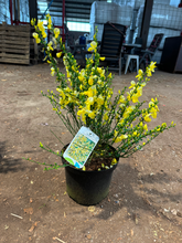 Afbeelding in Gallery-weergave laden, Cytisus (Scoparius Group) &#39;Luna&#39;
