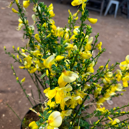 Cytisus (Scoparius Group) 'Luna' - Brem