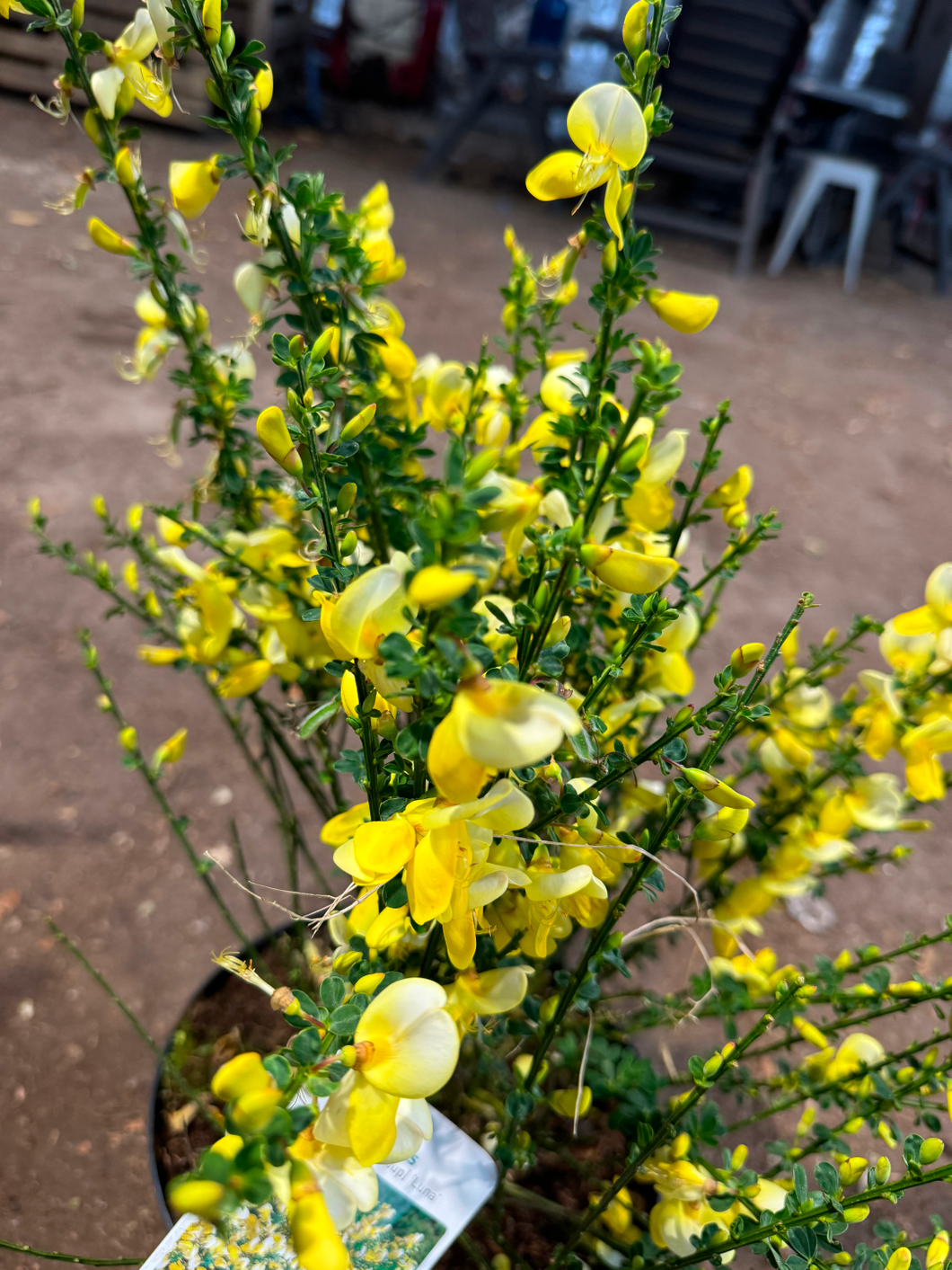 Cytisus (Scoparius Group) 'Luna'