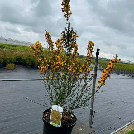 Cytisus (Scoparius Group) 'Andreanus Splendens' - Brem