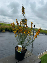 Afbeelding in Gallery-weergave laden, Cytisus (Scoparius Group) &#39;Andreanus Splendens&#39;
