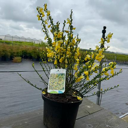 Cytisus (Scoparius Group) 'Luna' - Brem