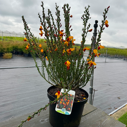 Cytisus (Scoparius Group) 'Fulgens' - Brem