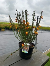 Afbeelding in Gallery-weergave laden, Cytisus (Scoparius Group) &#39;Fulgens&#39;
