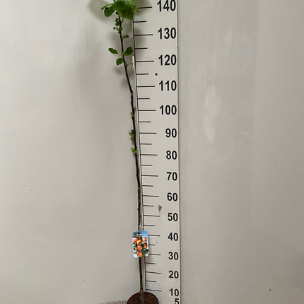 Malus Rode van Boskoop - Appelboom