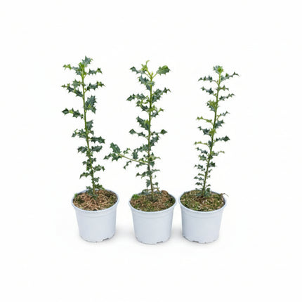 Drie Ilex aquifolium hulstplanten in pot (P9) met stekelige donkergroene bladeren, geschikt als wintergroene inheemse haagplant.