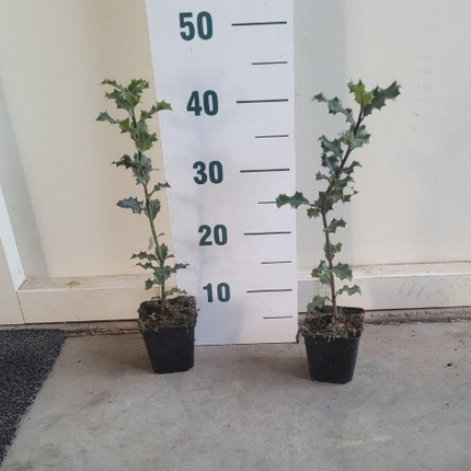 Ilex aquifolium - Hulst haag