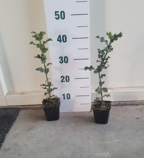 Ilex aquifolium - Hulst haag