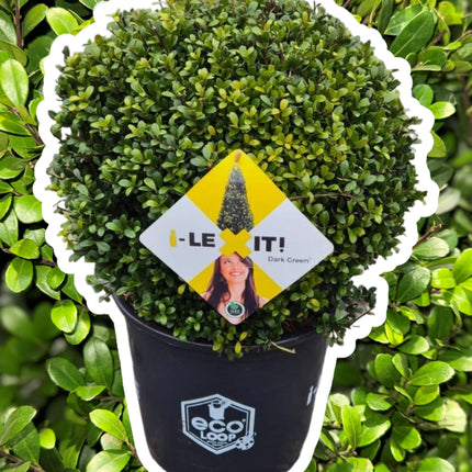 Ilex crenata 'Dark Green' - Japanse Hulst in bolvorm