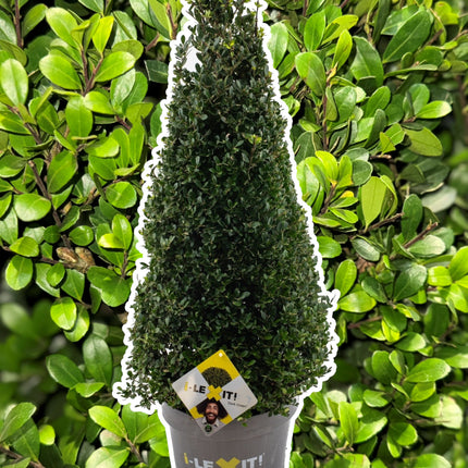 Ilex crenata 'Dark Green' - Japanse Hulst in kegelvorm