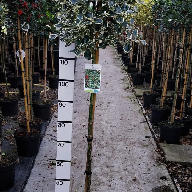 Ilex aquifolium 'Argentea Marginata' - Japanse Hulst op stam
