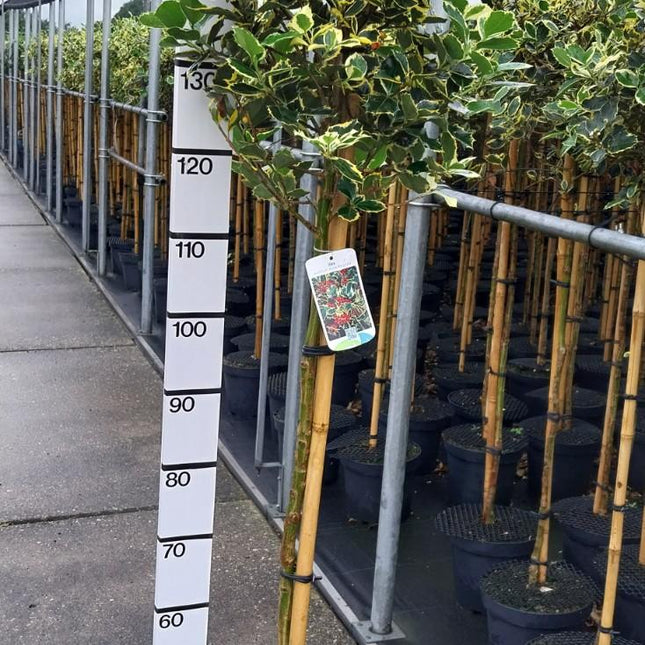 Ilex aquifolium 'Aurea Marginata' - Japanse Hulst op stam