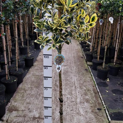 Ilex aquifolium 'Golden van Tol' - Japanse Hulst op stam