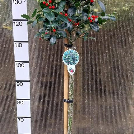 Ilex aquifolium 'J.C. van Tol' - Japanse Hulst op stam